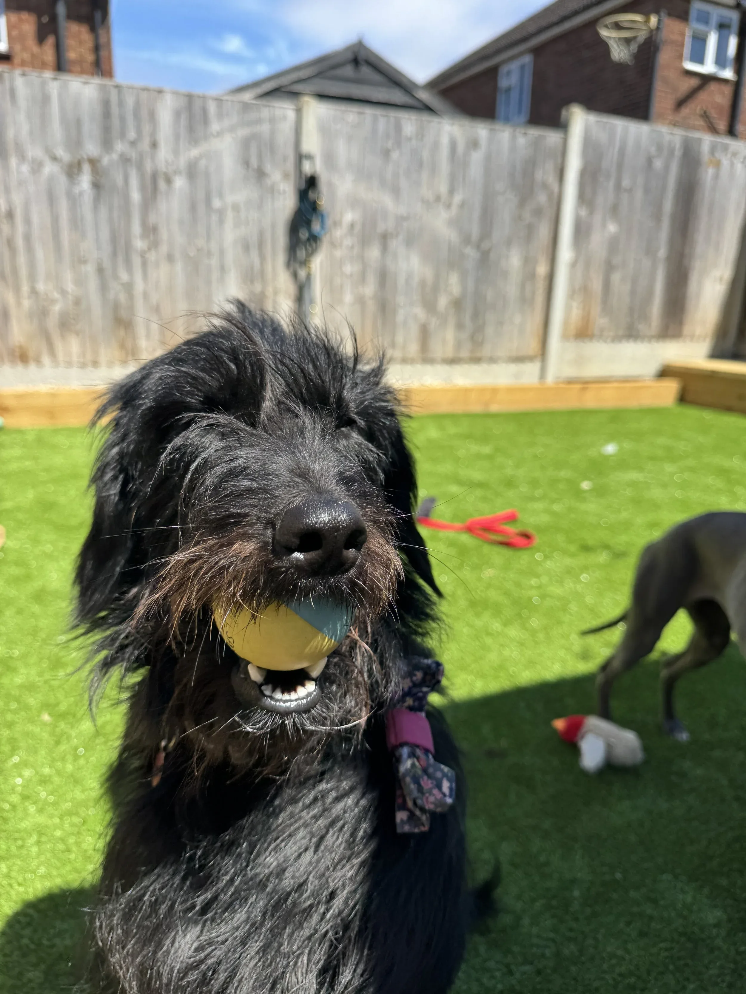 Black dog with a yellow and blue ball in its mouth, playing outdoors on green artificial grass.