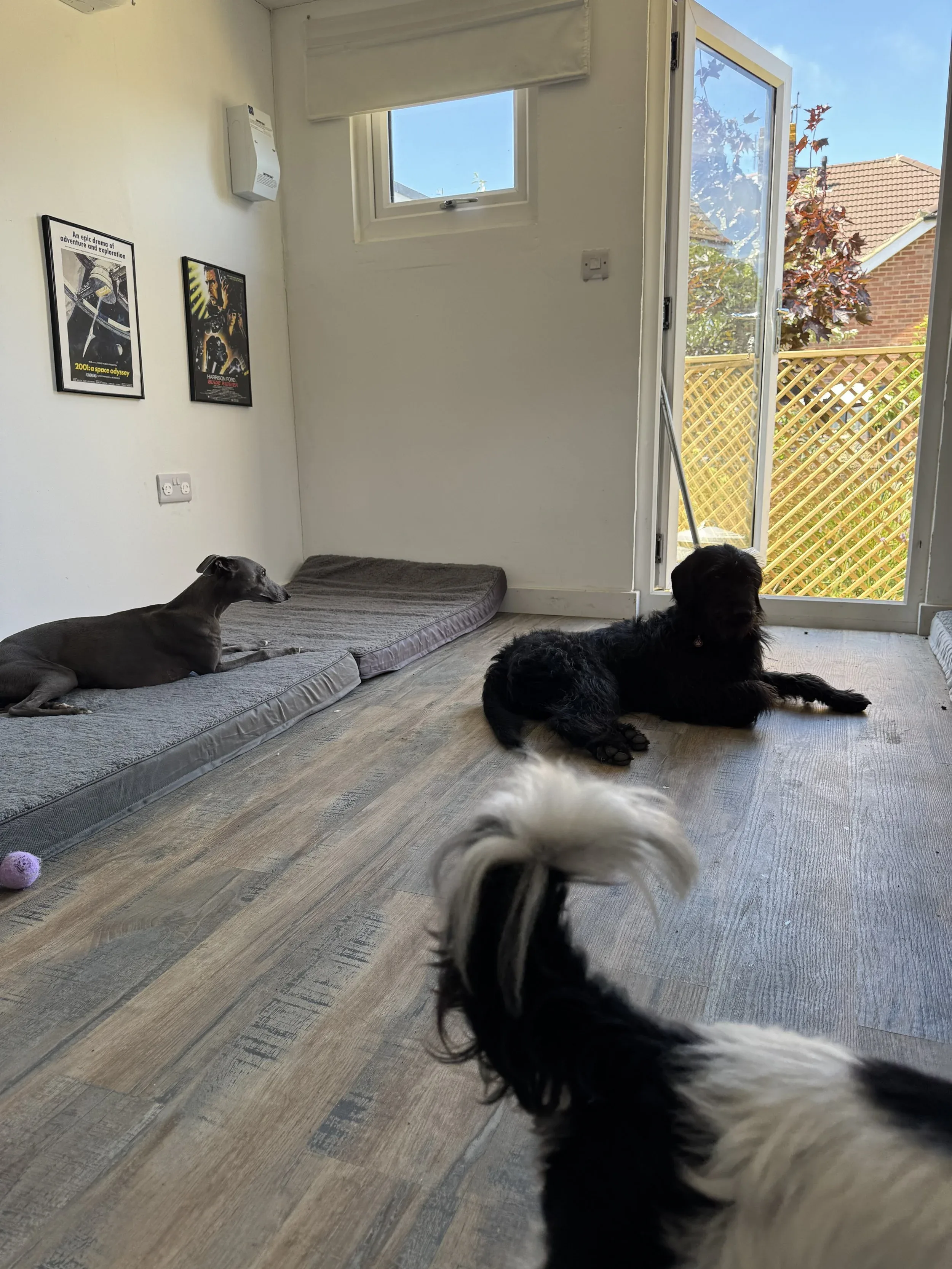 Three dogs inside a room, one laying on the floor near a wall, another lying down closer to the open door.