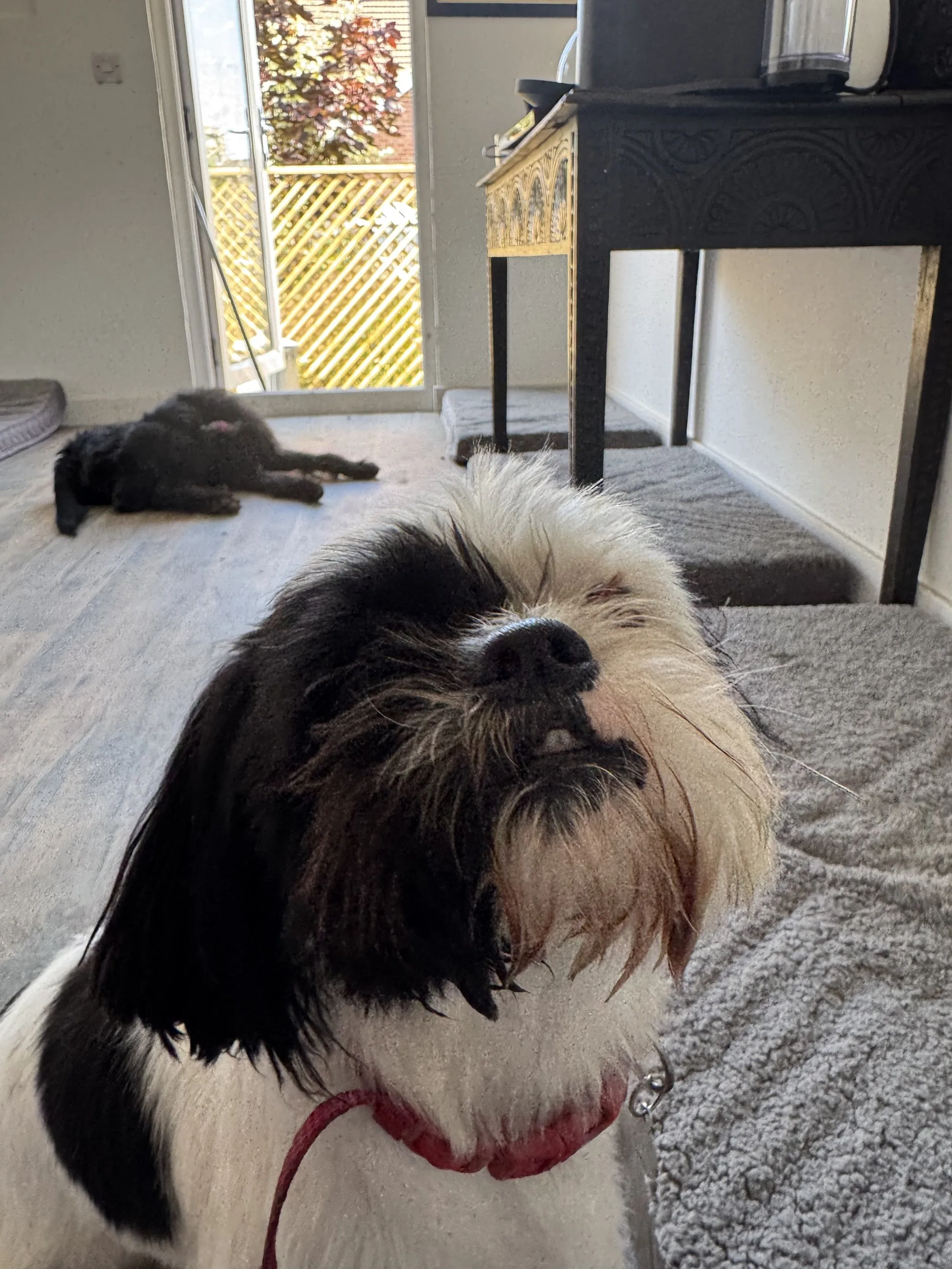 A black and white dog with a scruffy face and closed eyes, wearing a red collar, inside a home.