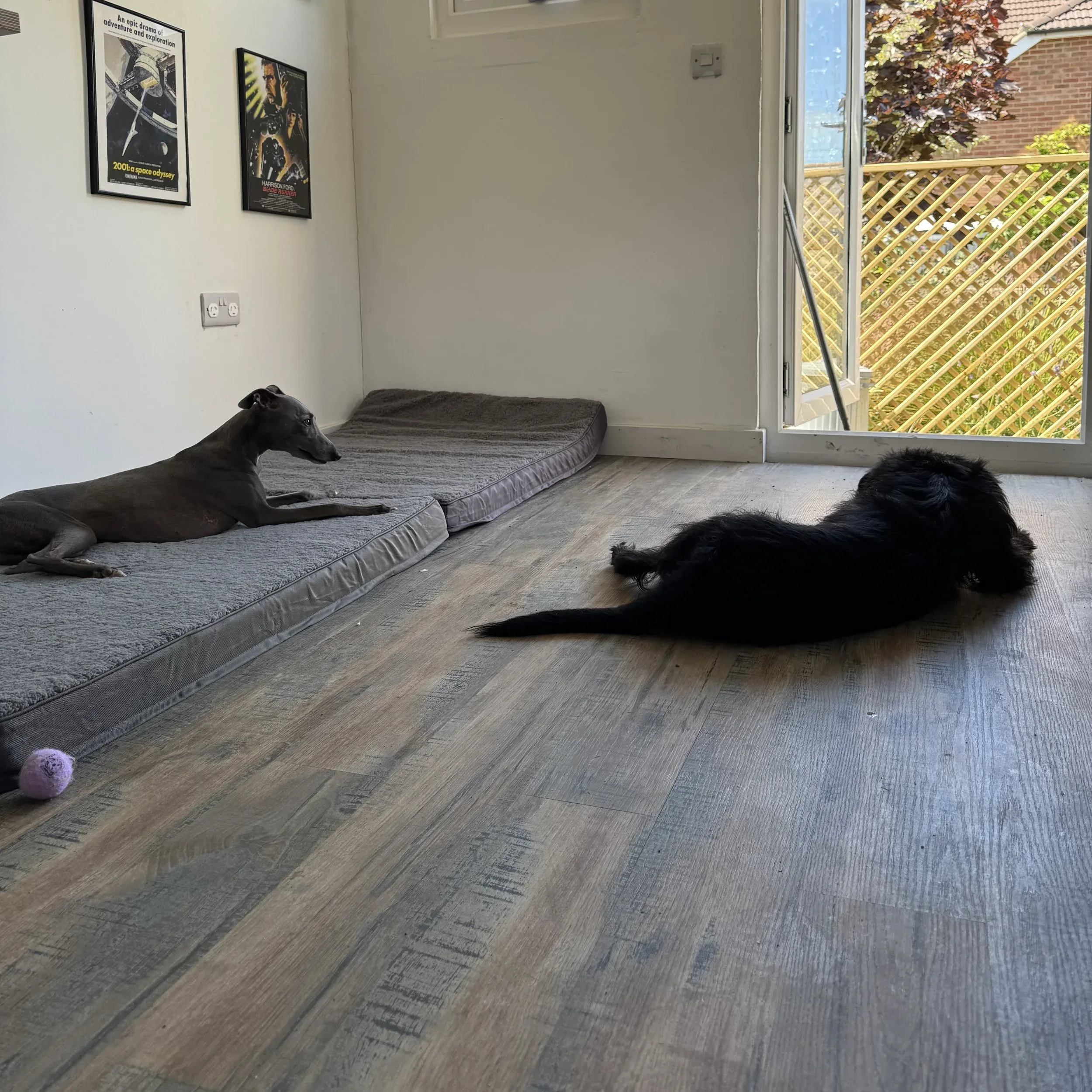 Two dogs lying on the wooden floor of a room, one grey on a cushion, one black near the open door.