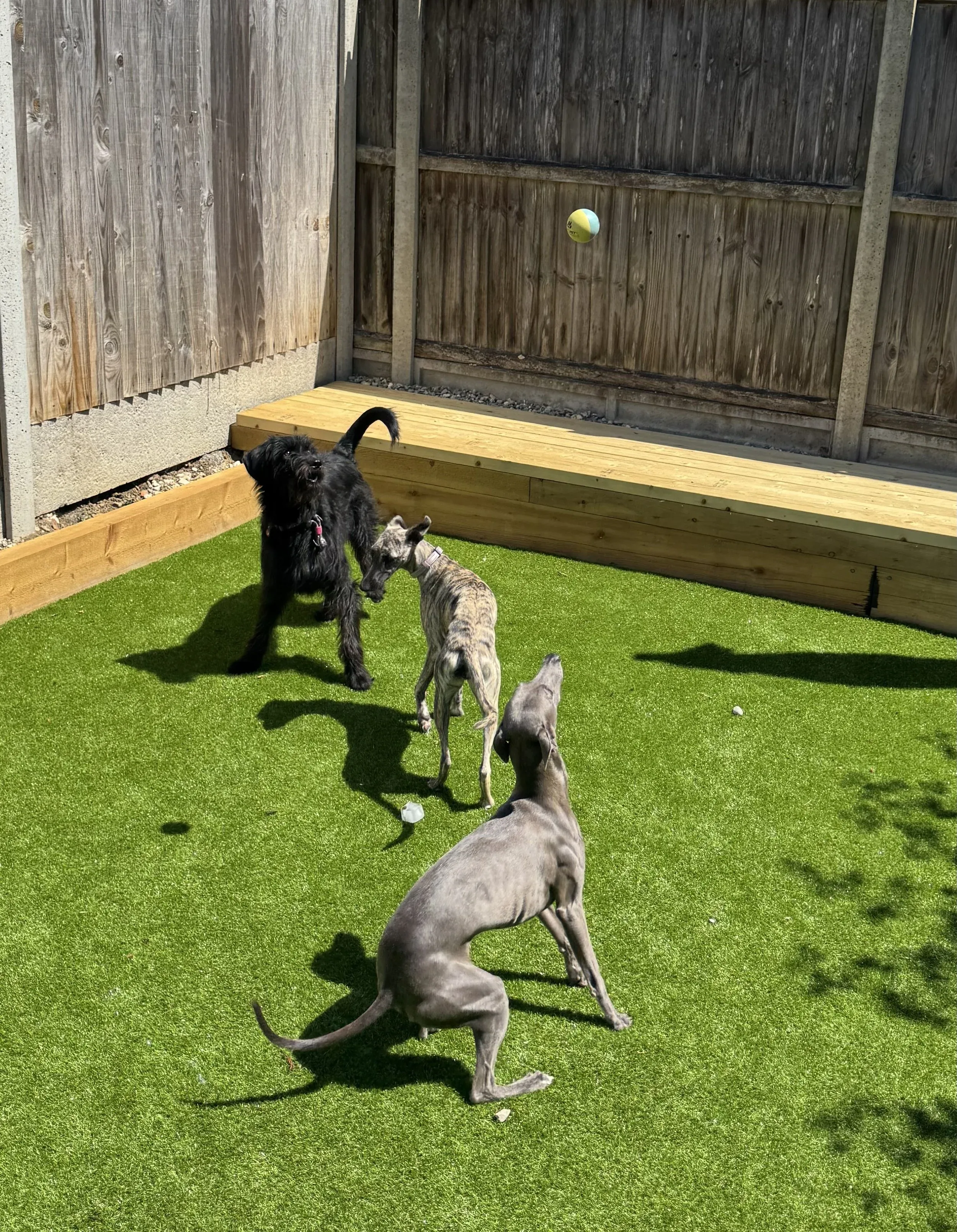 Three dogs playing in a fenced backyard with artificial grass, a black dog, a brindle dog, and a gray dog.