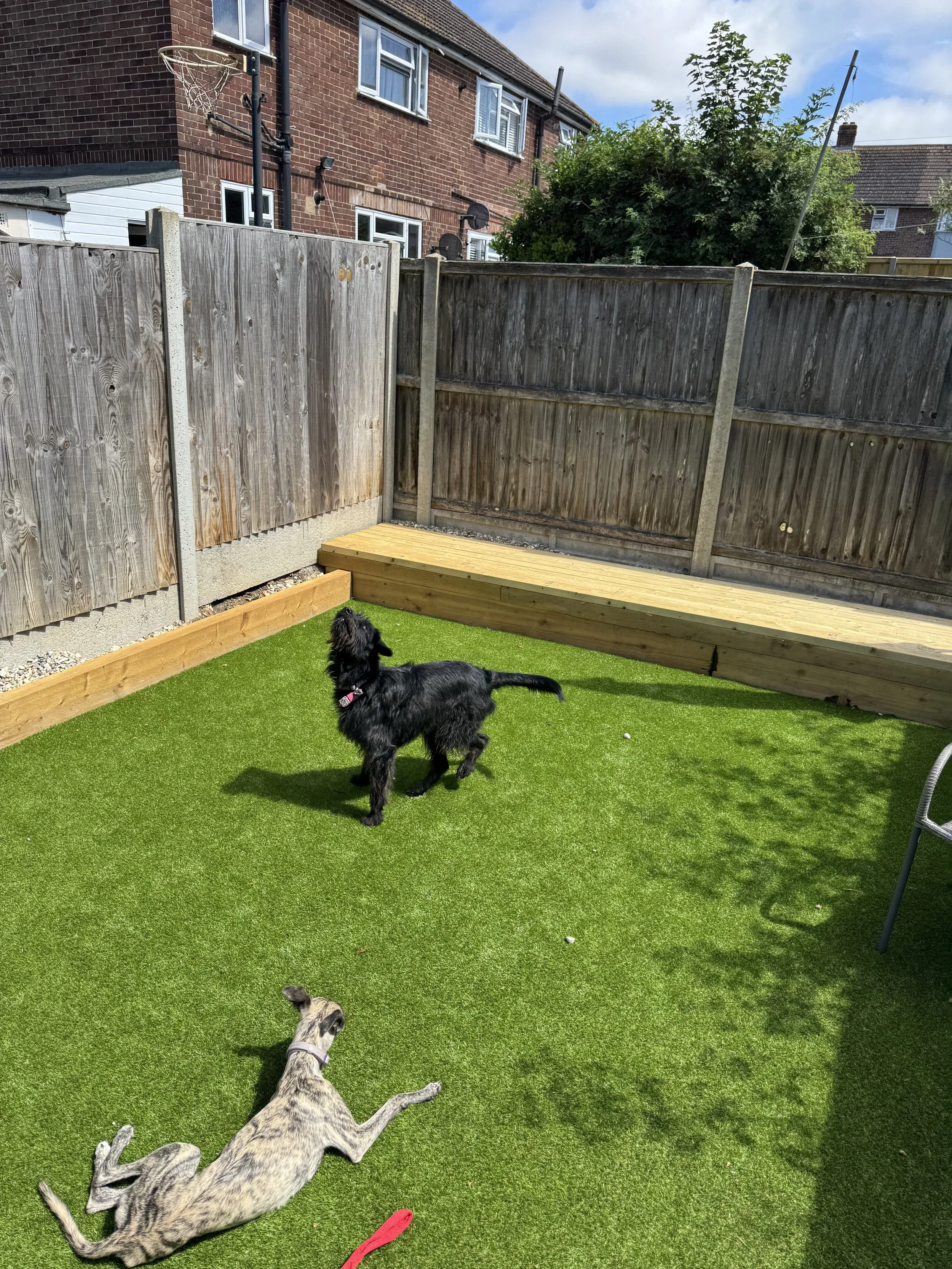 Two dogs playing in a backyard with artificial grass, wooden fencing, and a raised wooden platform.