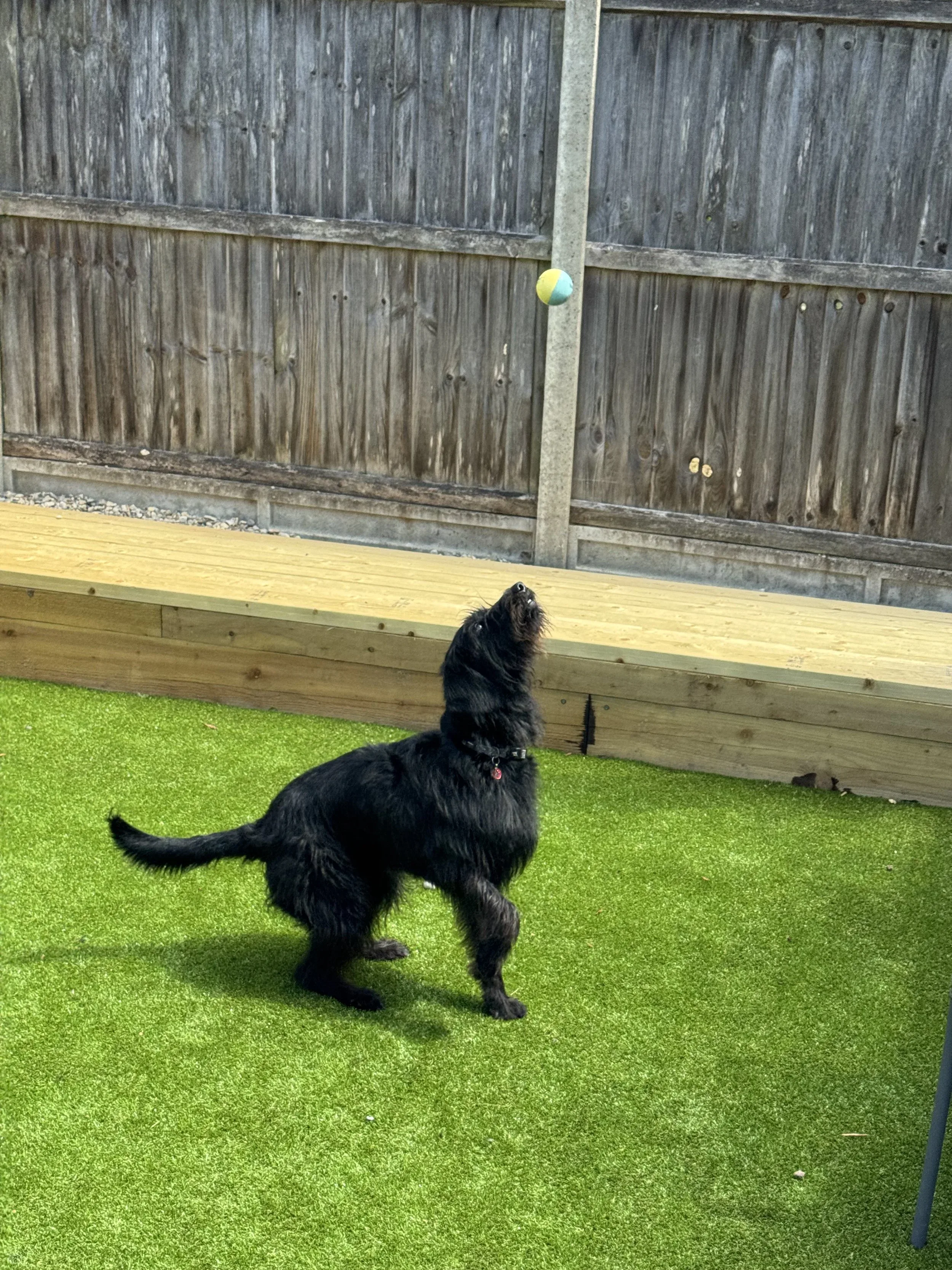 Black dog playing fetch with a colorful ball in a backyard with green grass and a wooden fence.