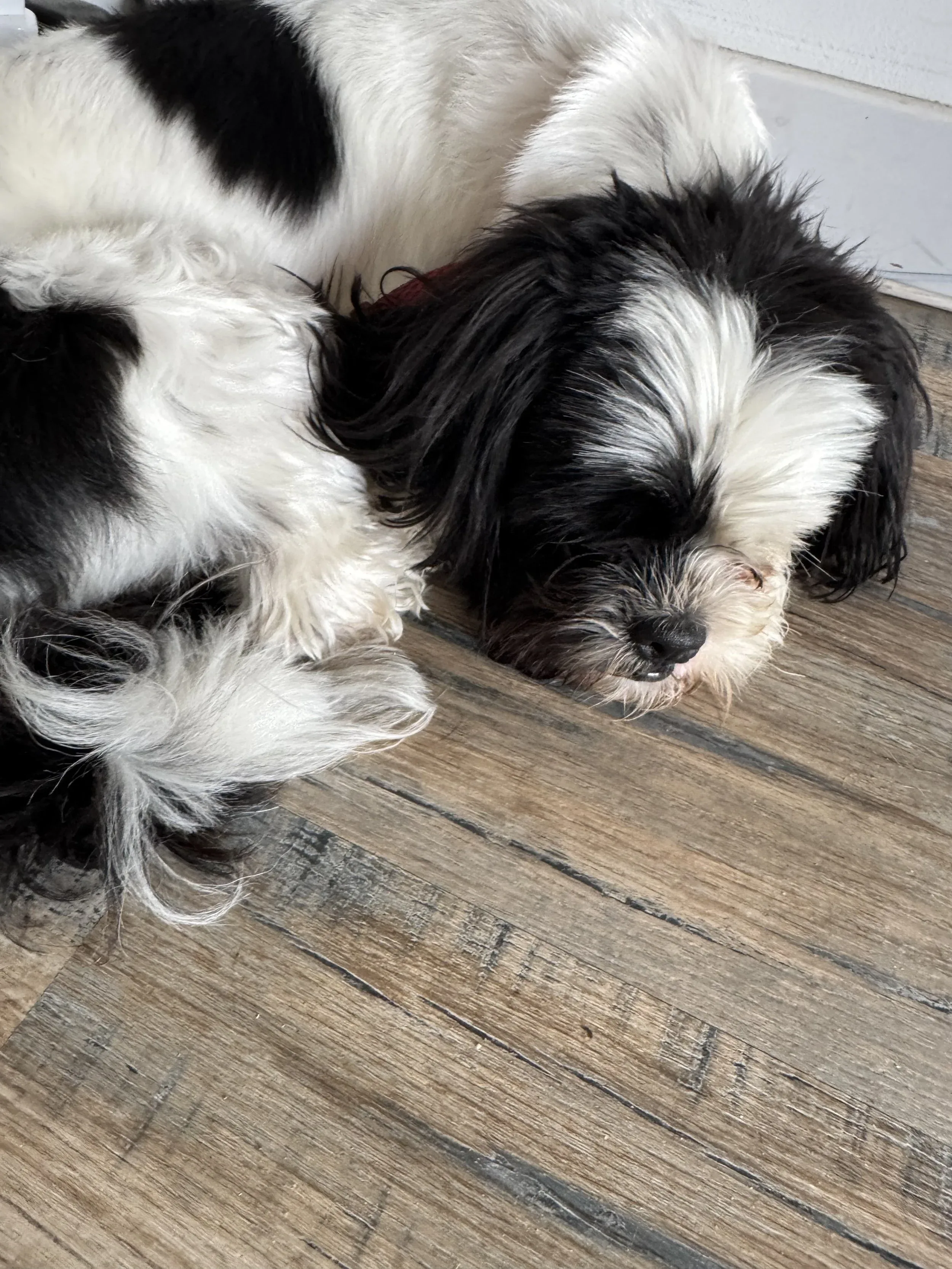 Two black and white puppies sleeping on a wooden floor.