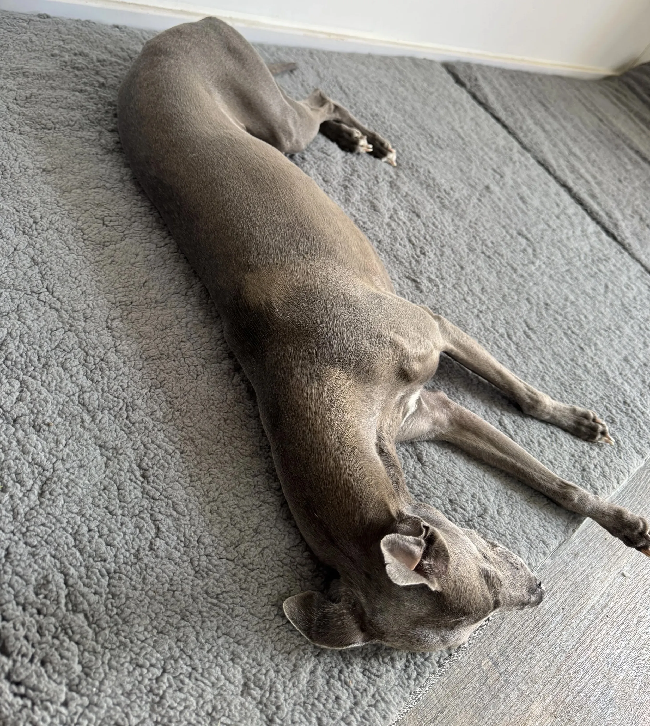 Dog on the outdoor area