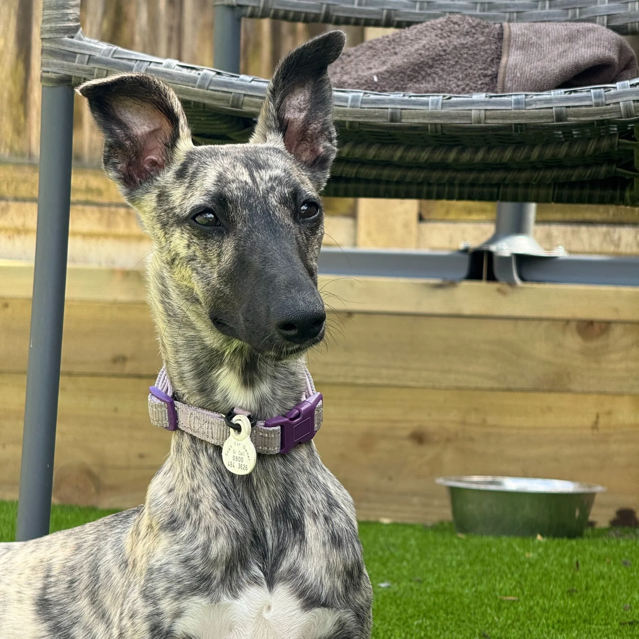 Dog with purple collar