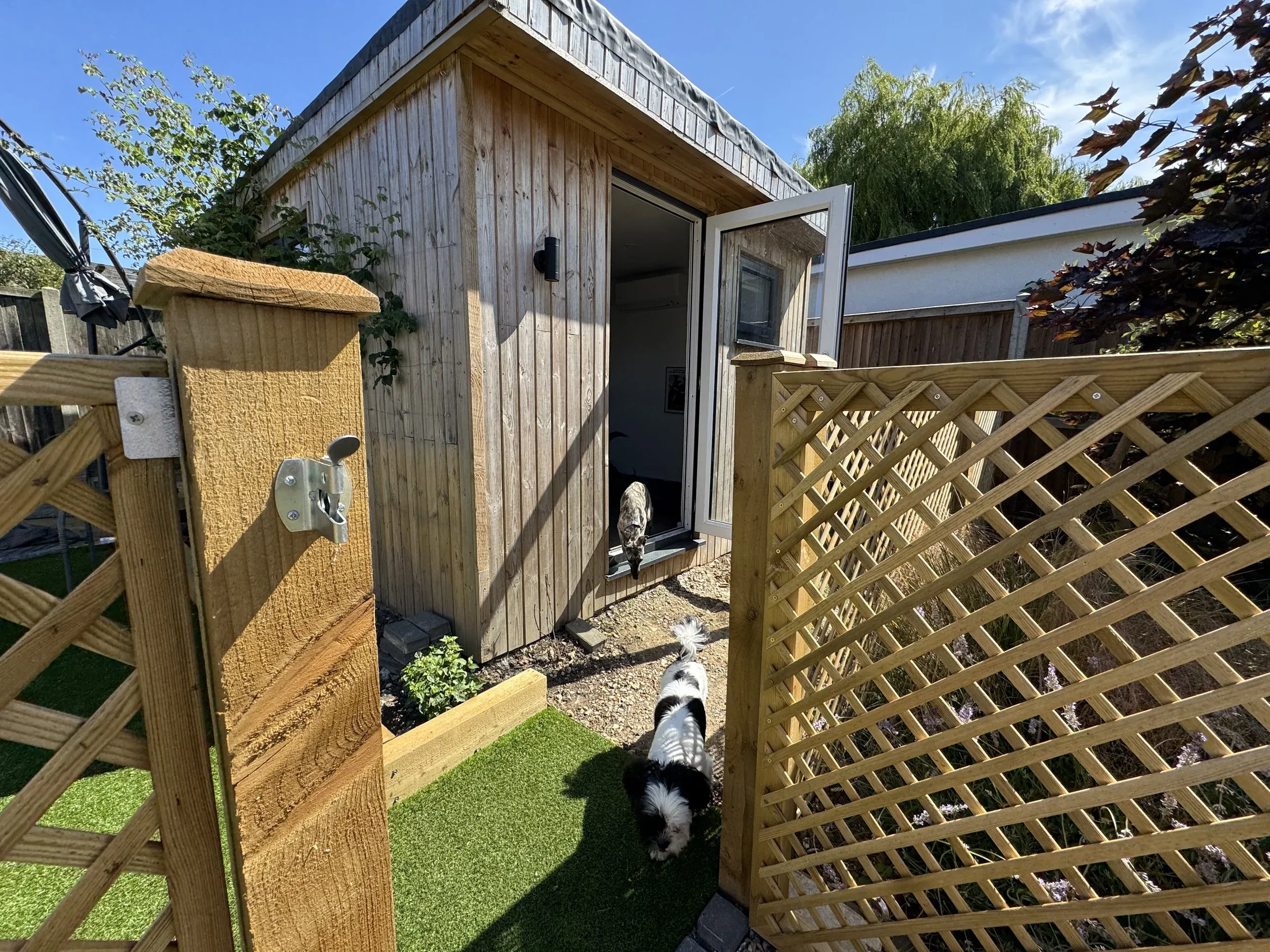 Backyard with small wooden shed, lattice fence, dogs walking through the gate, and clear blue sky.