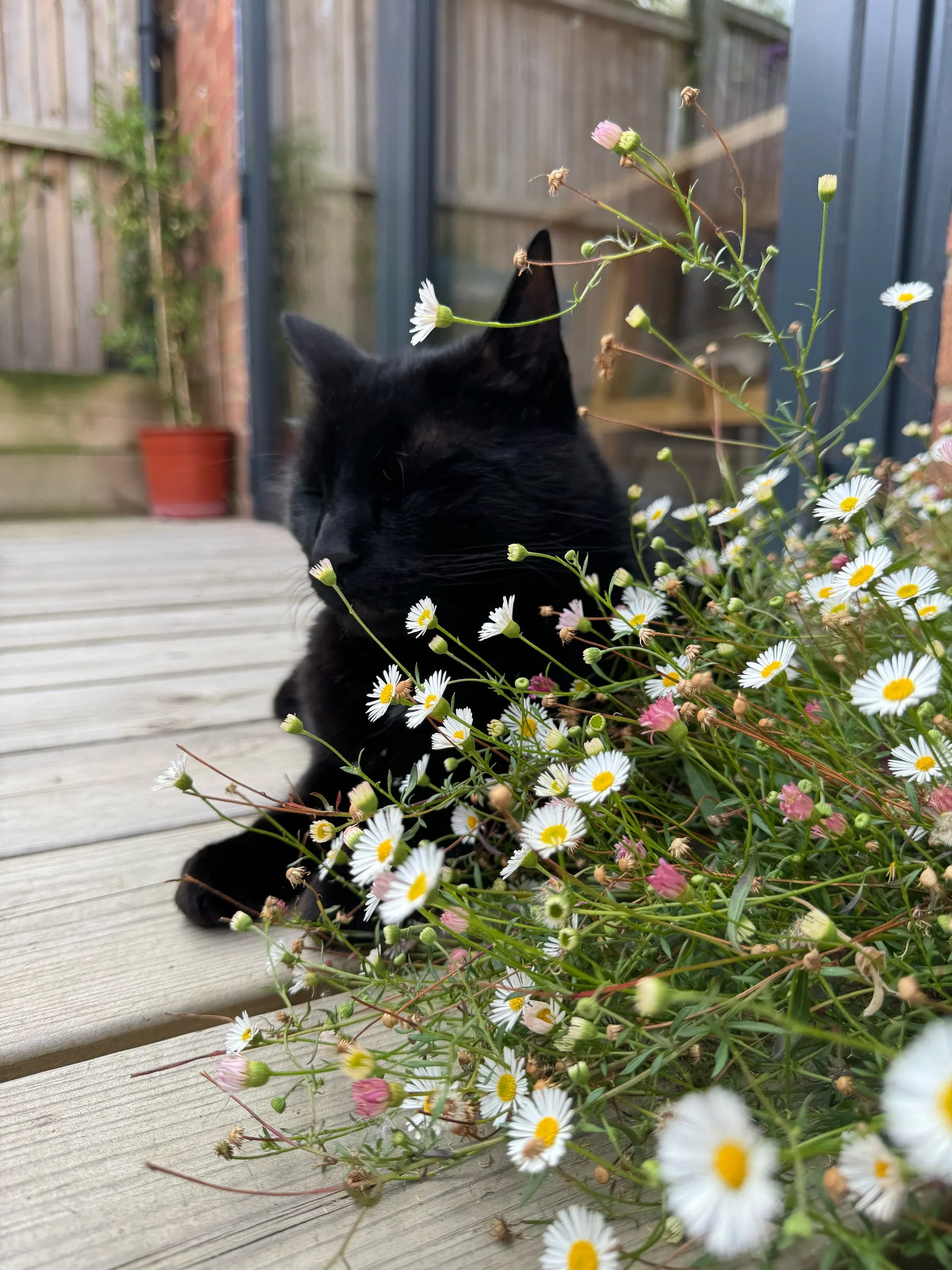 Snooki the cat among daisies